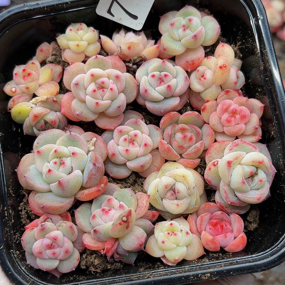 多肉植物多肉植物786