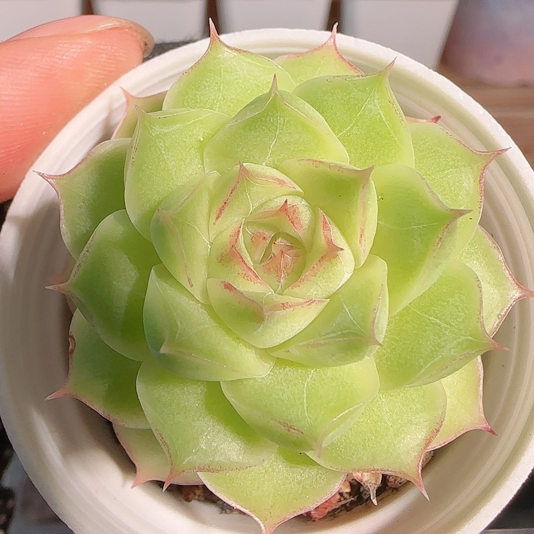 多肉1102--158女王玫瑰