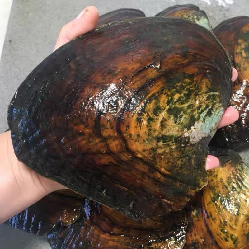 鱼子酱AK  99开5蚌  可定制DIY的（不退不换）