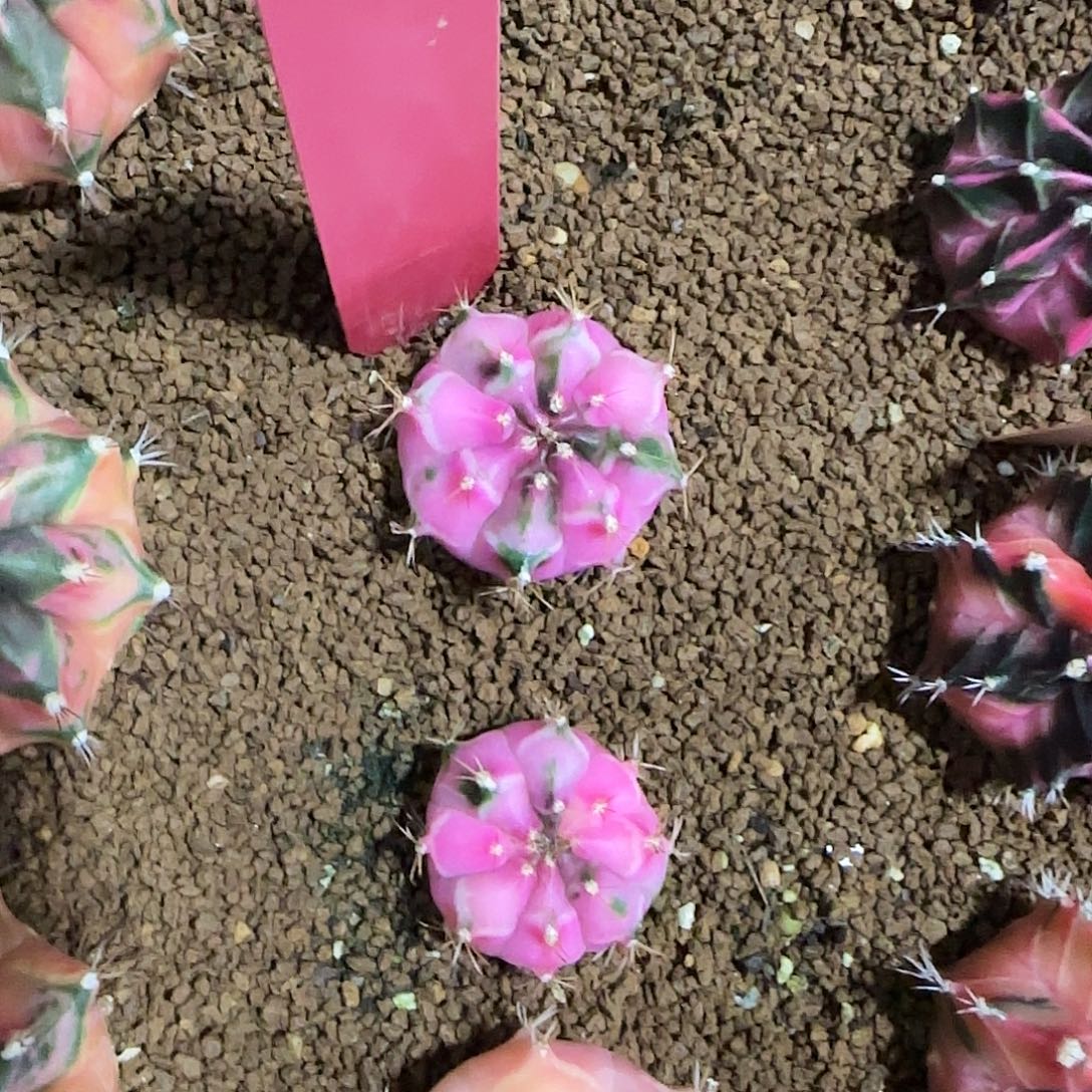 L518-1221泰国发货 娃娃脸