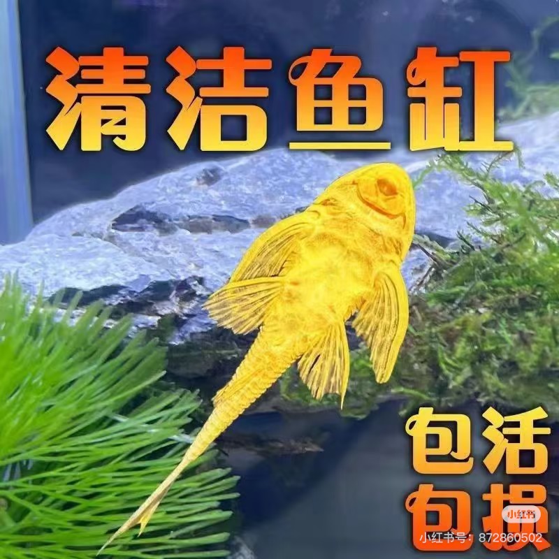 【渔场直发】红眼女王清道夫鱼活体异型吃藻垃圾鱼清洁工鱼缸清洁鱼