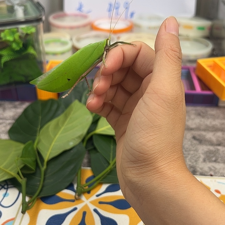 微瑕海南素背一只包邮