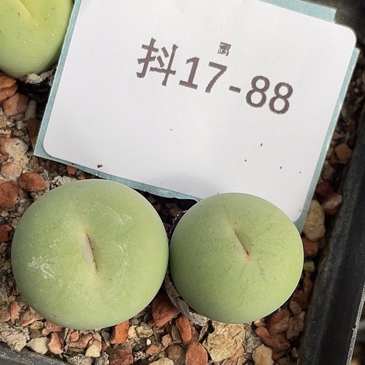 17-88巨型嘴多肉植物
