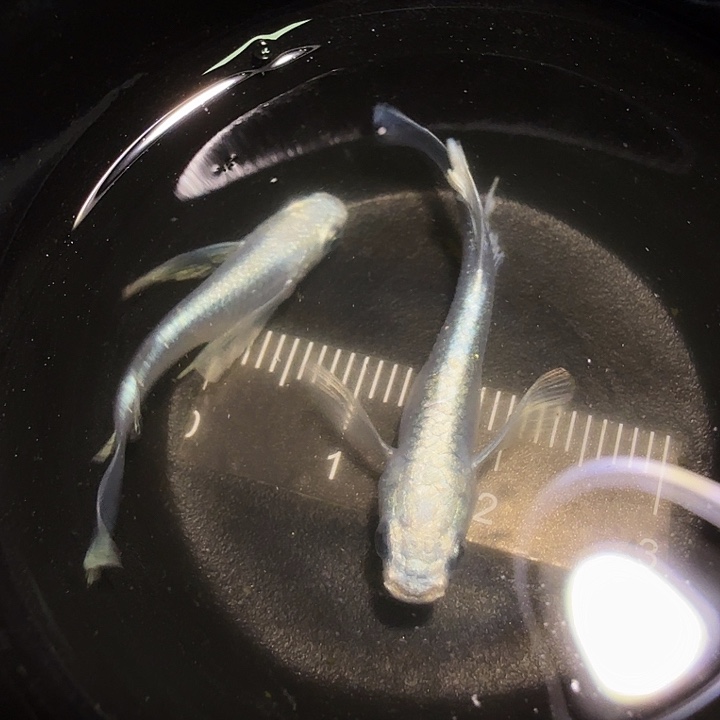 青鳉鱼一物一拍201