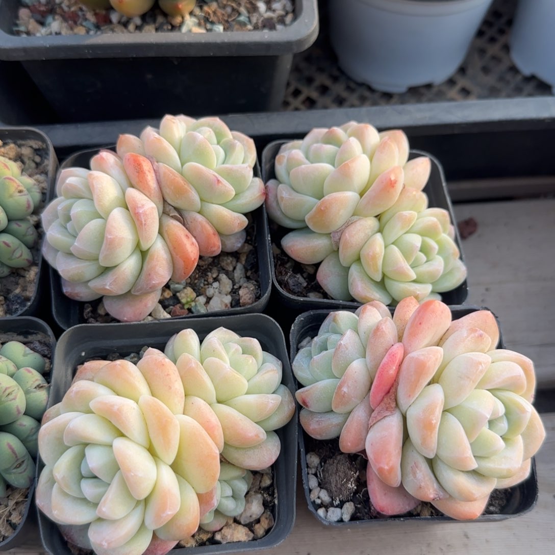 冰玉两颗五十包邮红