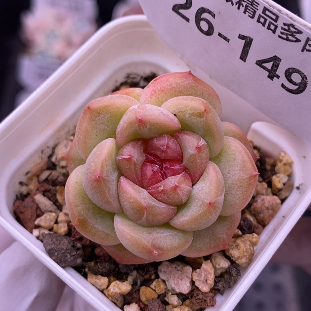 【闪购商品】26-149