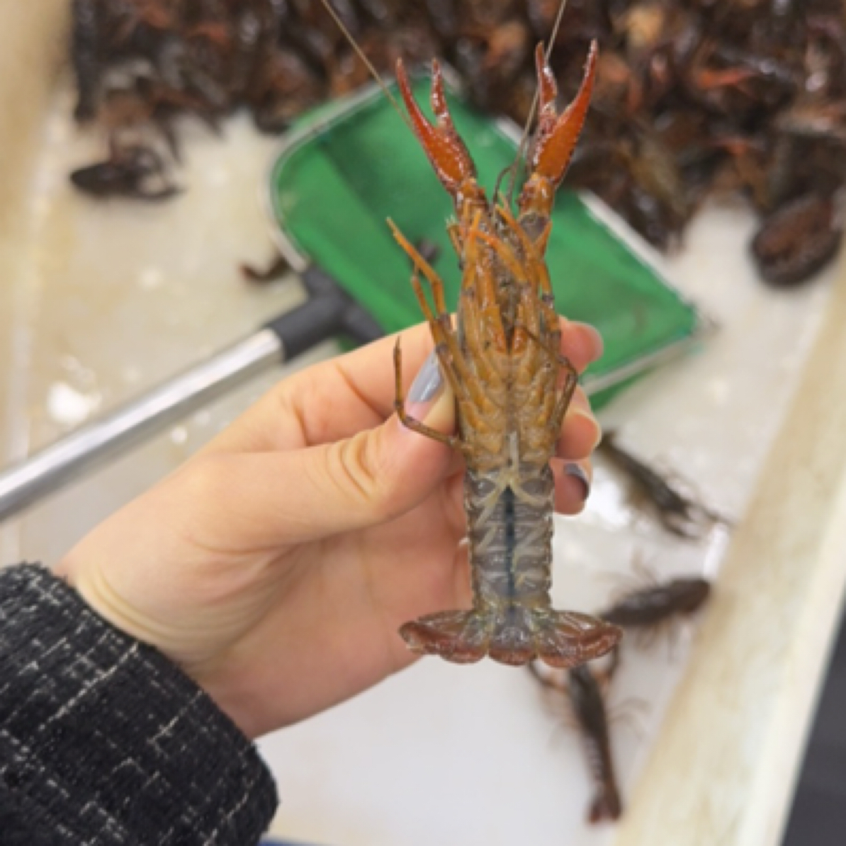 小号青皮小龙虾皮薄肉厚毛重4斤（配送到家）