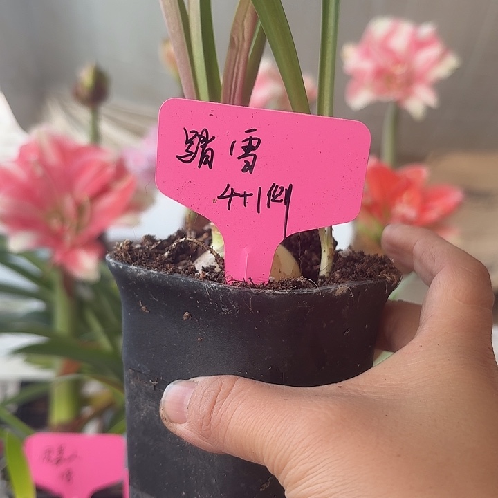 无花朵踏雪朱顶红直径4加1