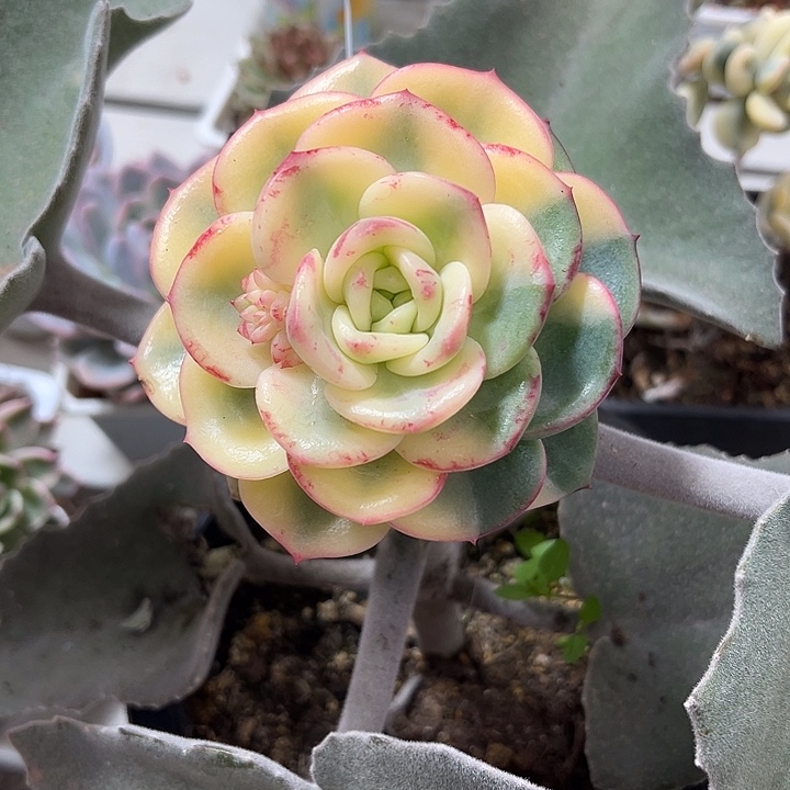 三文鱼锦嫁接多肉植物