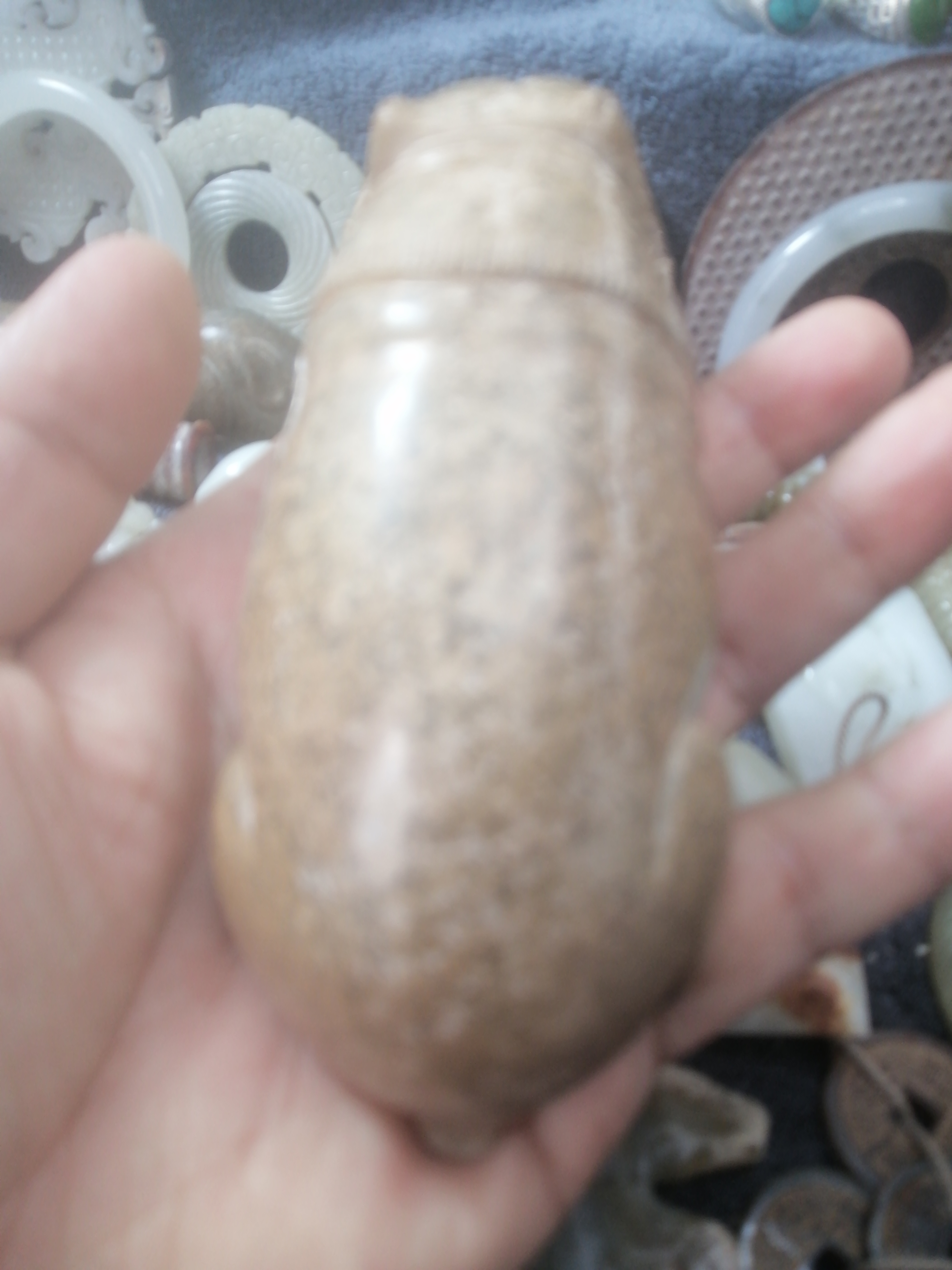 异型鱼短鲷躲避屋鳌虾果壳躲避