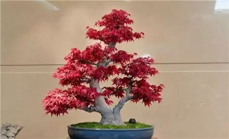红枫盆栽耐寒耐热庭院观叶植物室内外花卉四季红枫苗