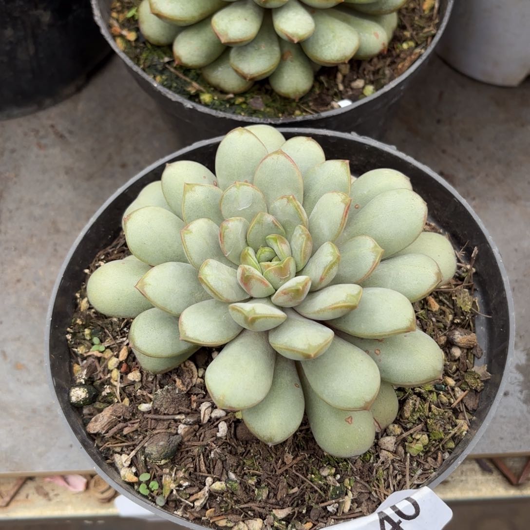 同温层多肉葡萄140