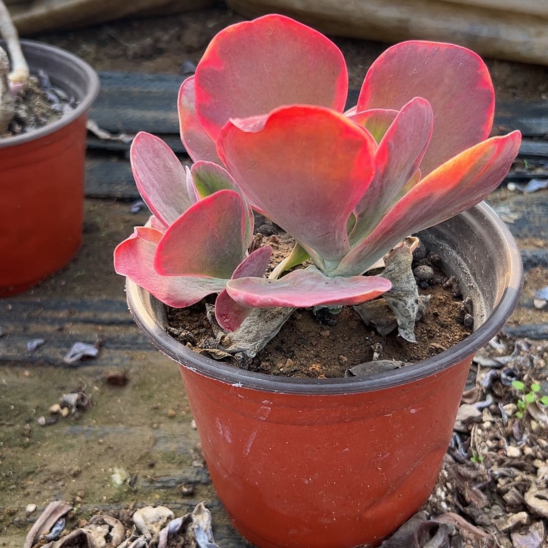 多肉植物唐寅锦双头