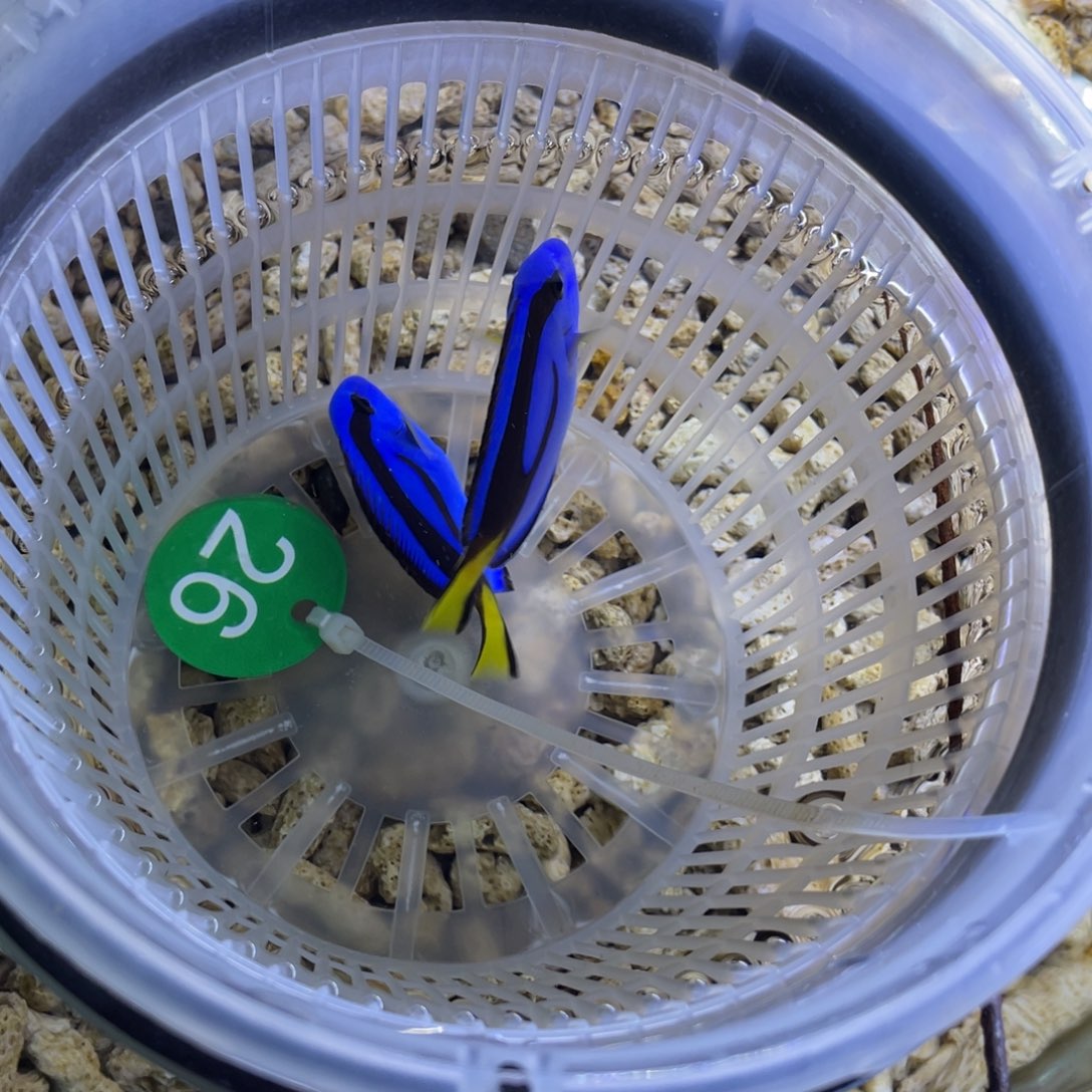 海水鱼蓝调一条顺丰包邮