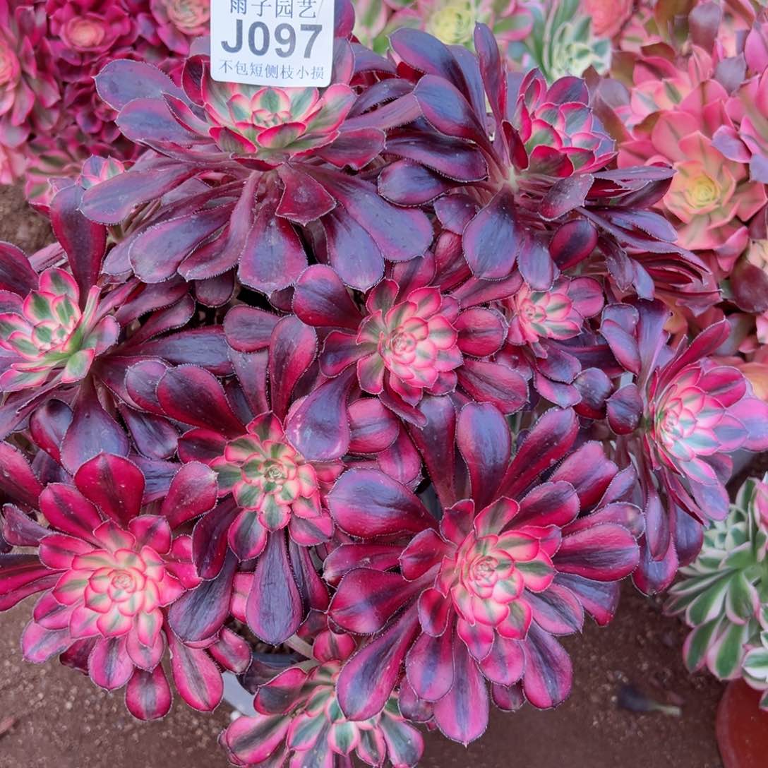 097香奈尔尺寸28左右