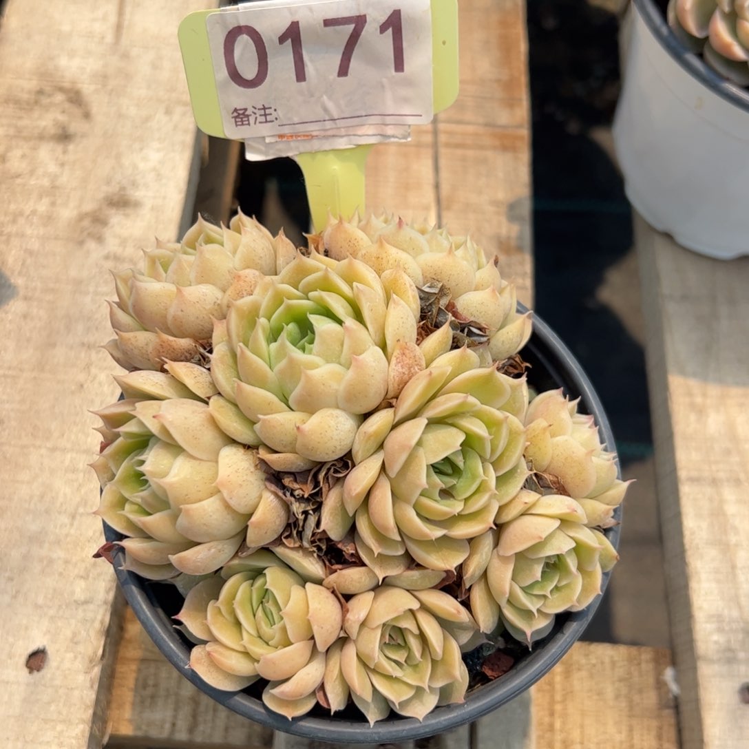 昂斯诺多肉植物纤维具有