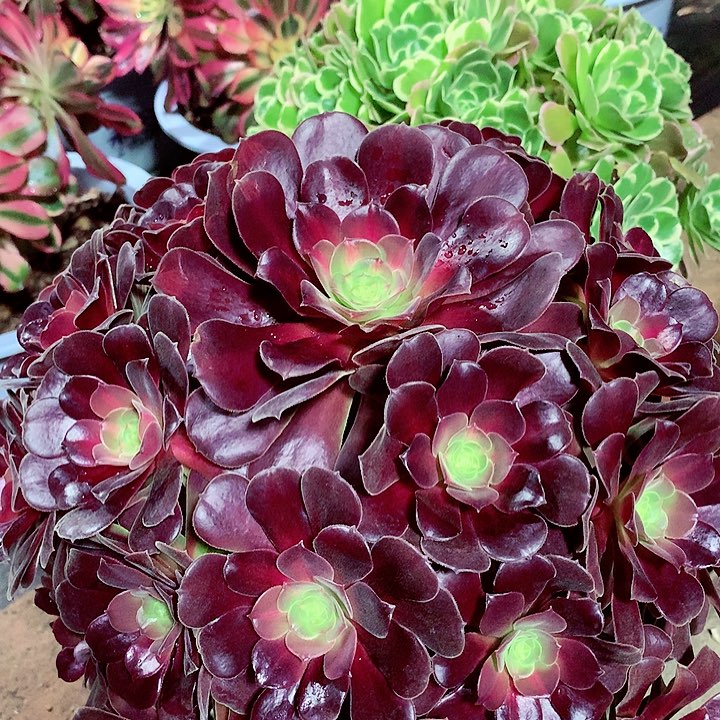 花纳锦，多肉植物