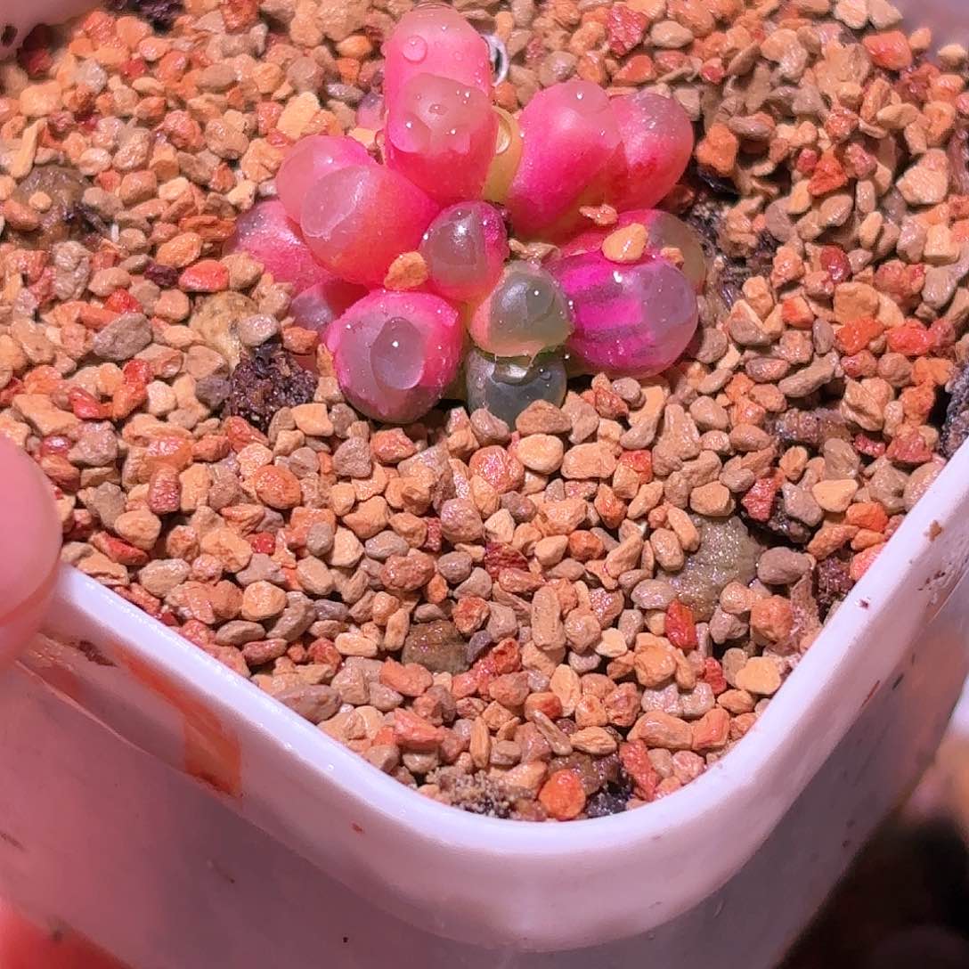 266号五十铃玉锦多肉植物锦一物一拍带盆土发货