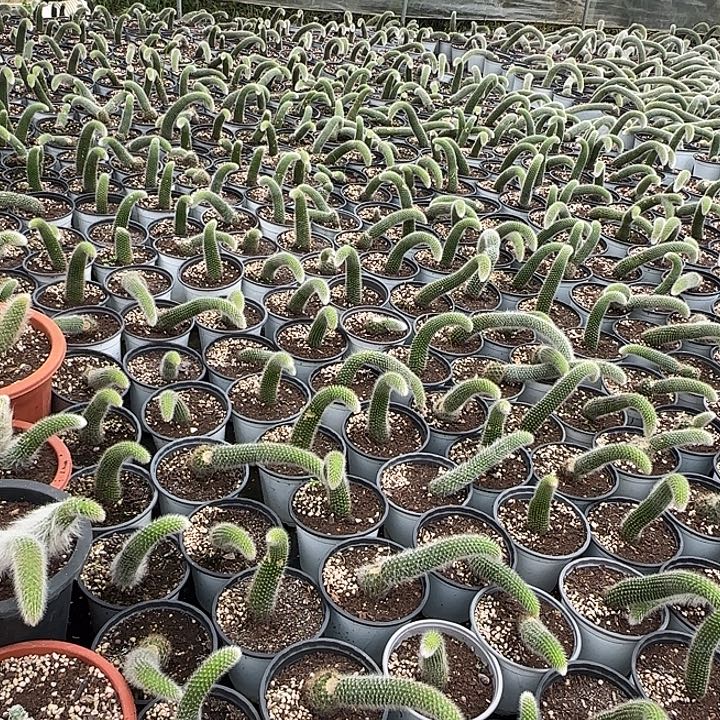 单头九尾狐 9.9 五颗