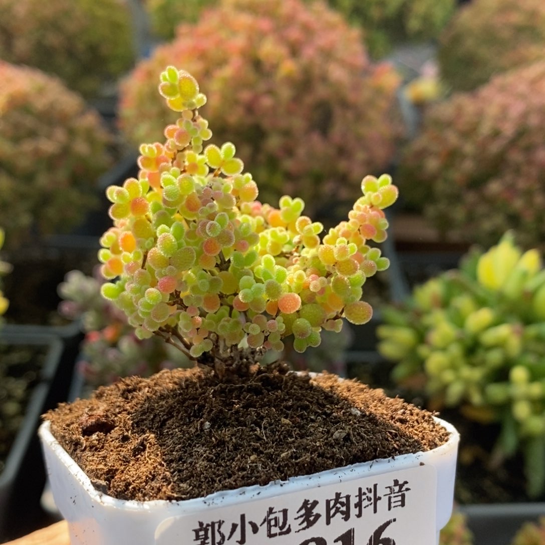 蜜橘糖球2816枝干番杏