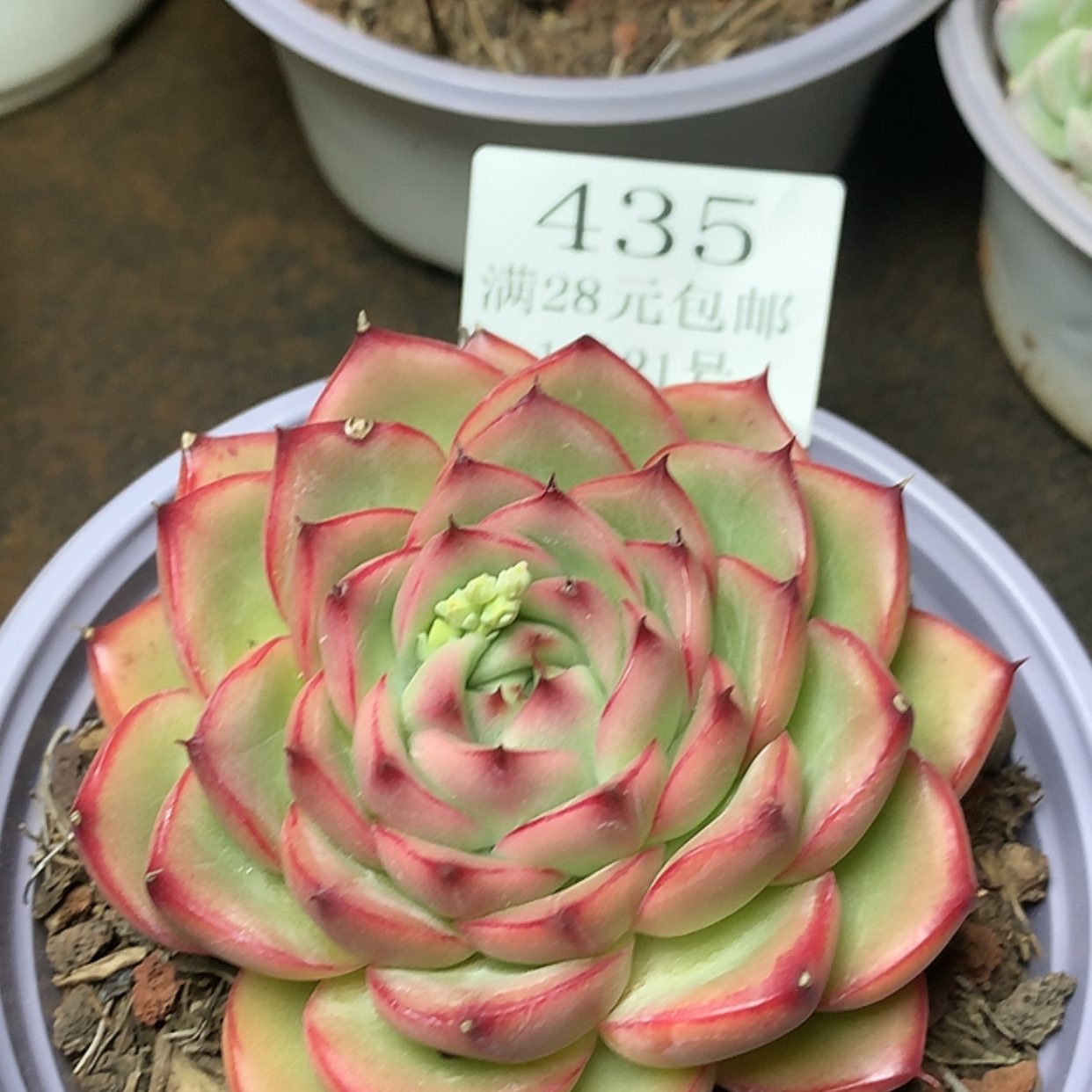 【闪购商品】云435