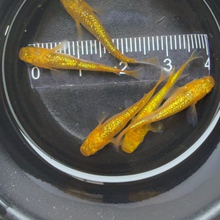 青鳉鱼精品阳光1号