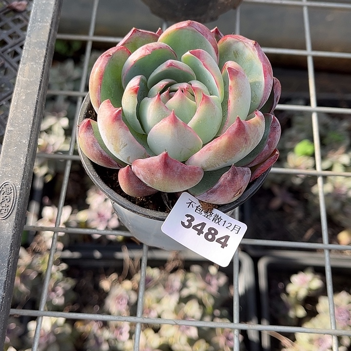 阿雅园艺。        3484惊鸿