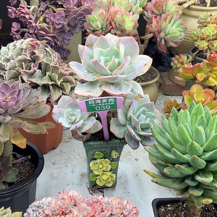 秋***～白风多肉植物提取039