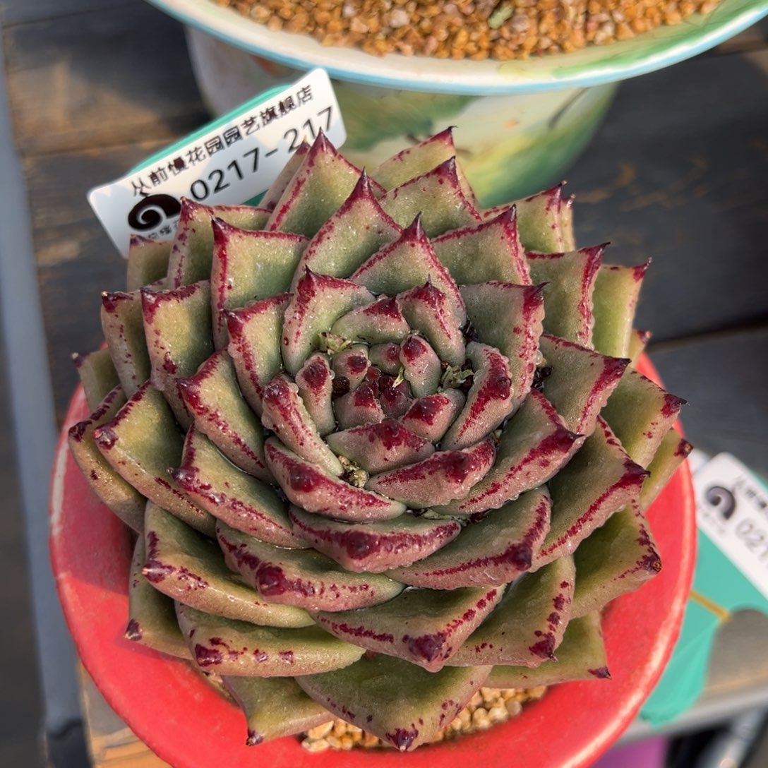 从前慢多肉精选编号0217.217