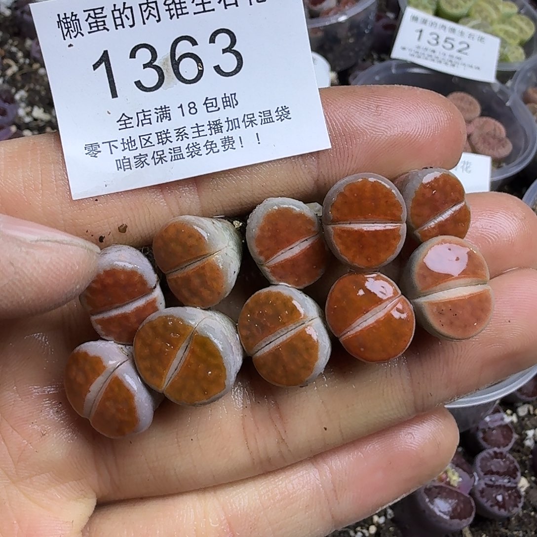 1363 哈哈哈哈哈哈哈哈