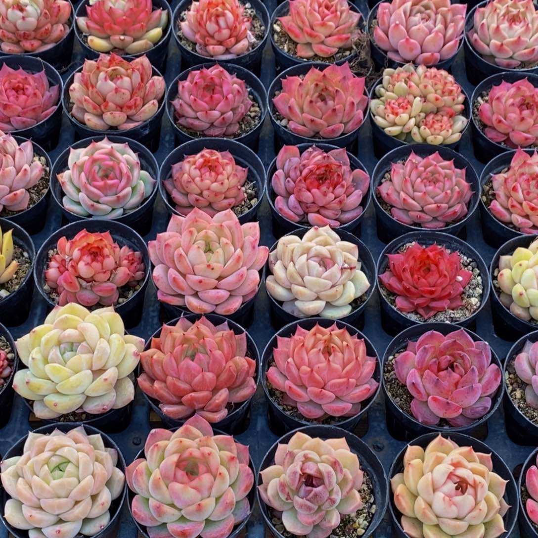 梦*865的人生态度是一种