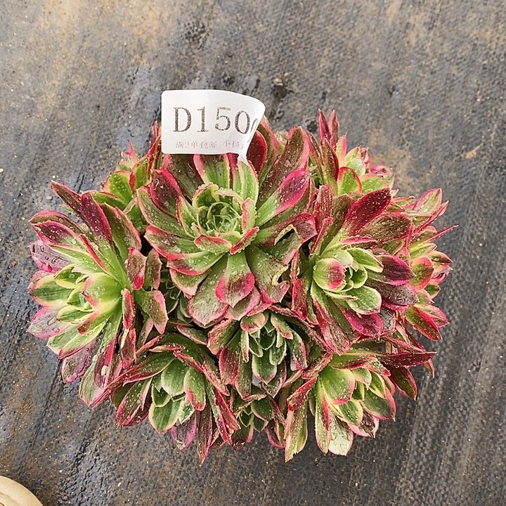 1500海仙多肉植物