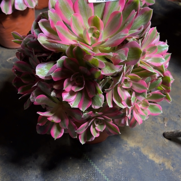 瑞妈，，。。。286。初恋，