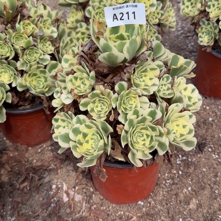 211迈巴赫。多肉植物