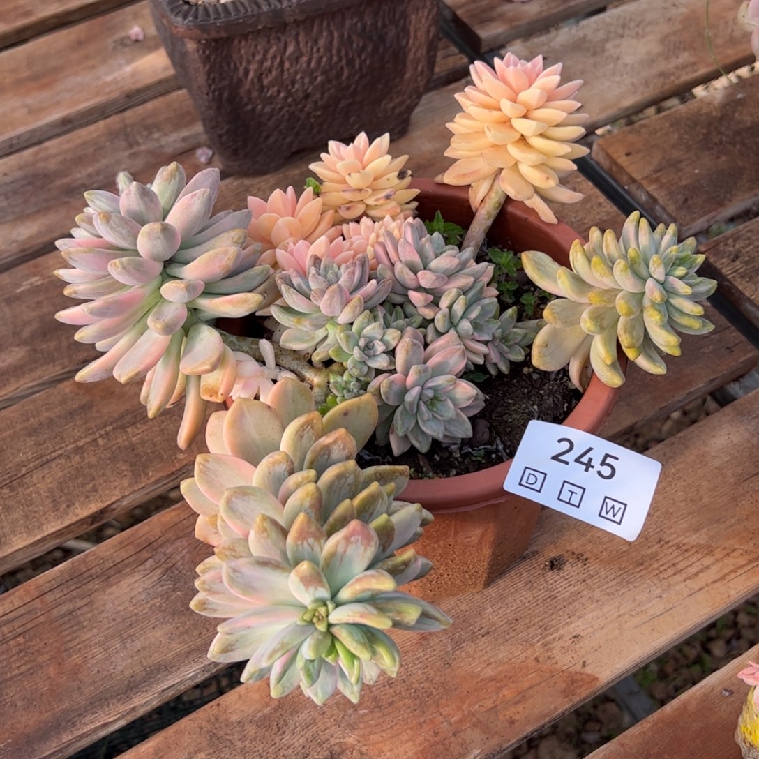 245多肉植物纤维维生素