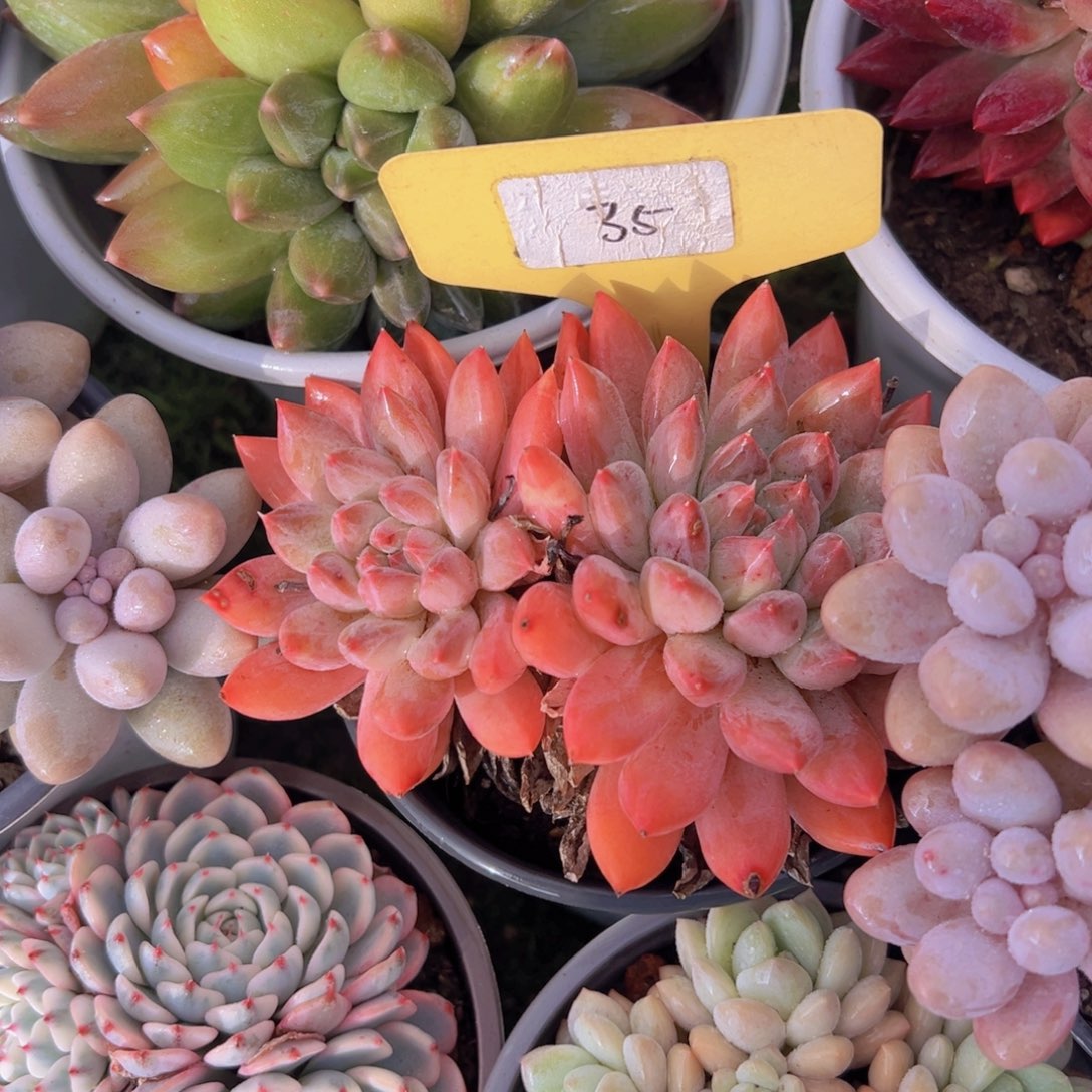 香玉的故事是一个人的故事