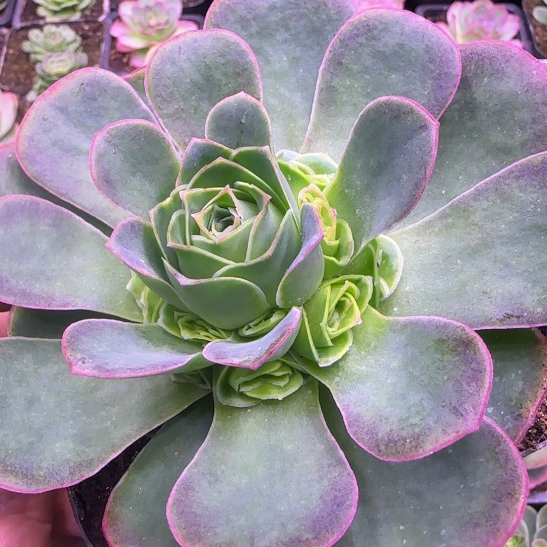 11厘米青莲玫瑰捧花12124242424242