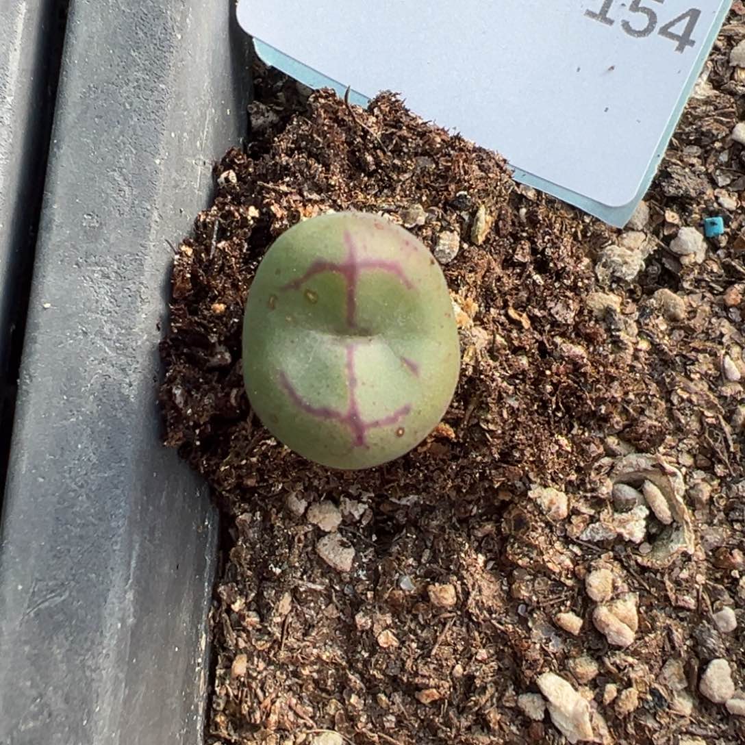 28-154肉锥多肉植物大战