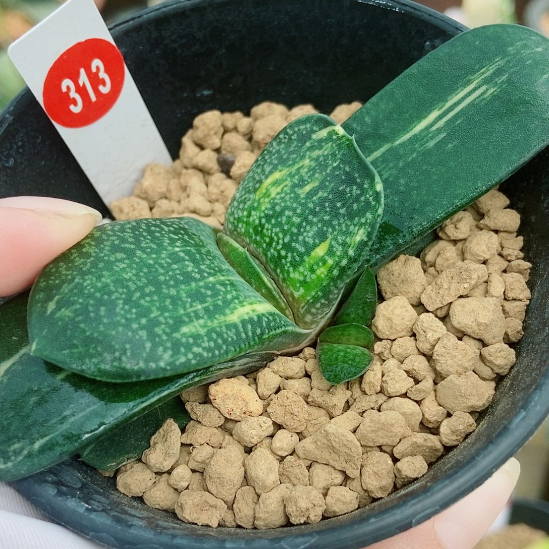 313卧牛实生锦带盆发货