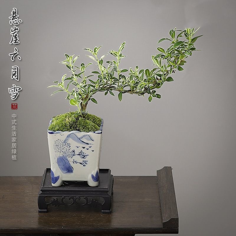 金边飘枝六月雪盆景室内好养绿植桌面客厅办公室禅意摆件