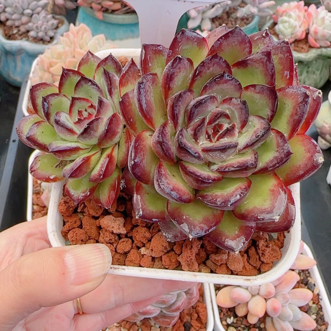 多肉植物7939………….