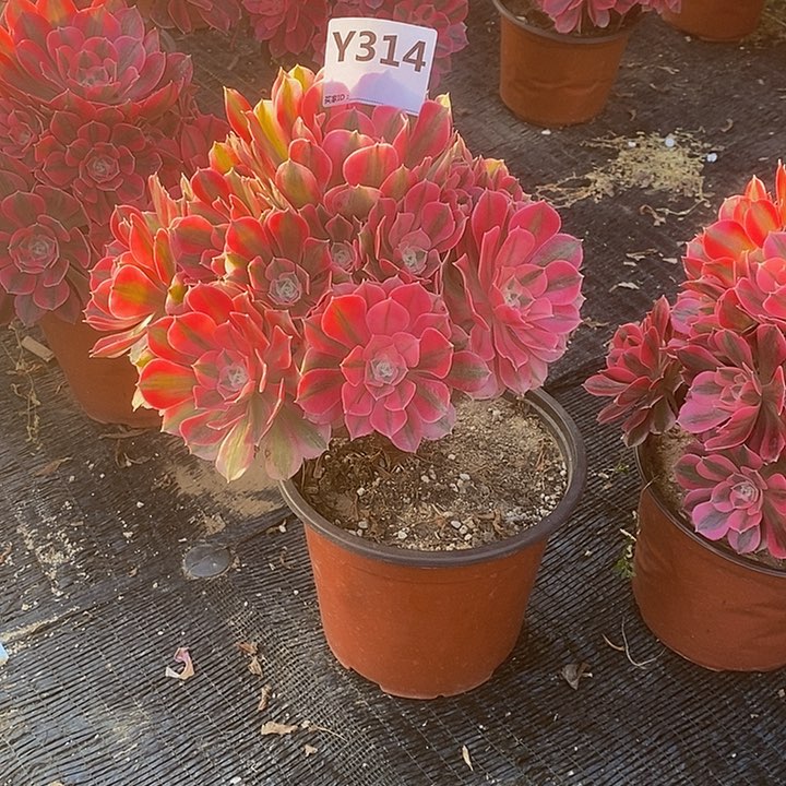 用****6女巫314。              