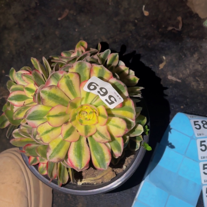 569倾城多肉植物不售后