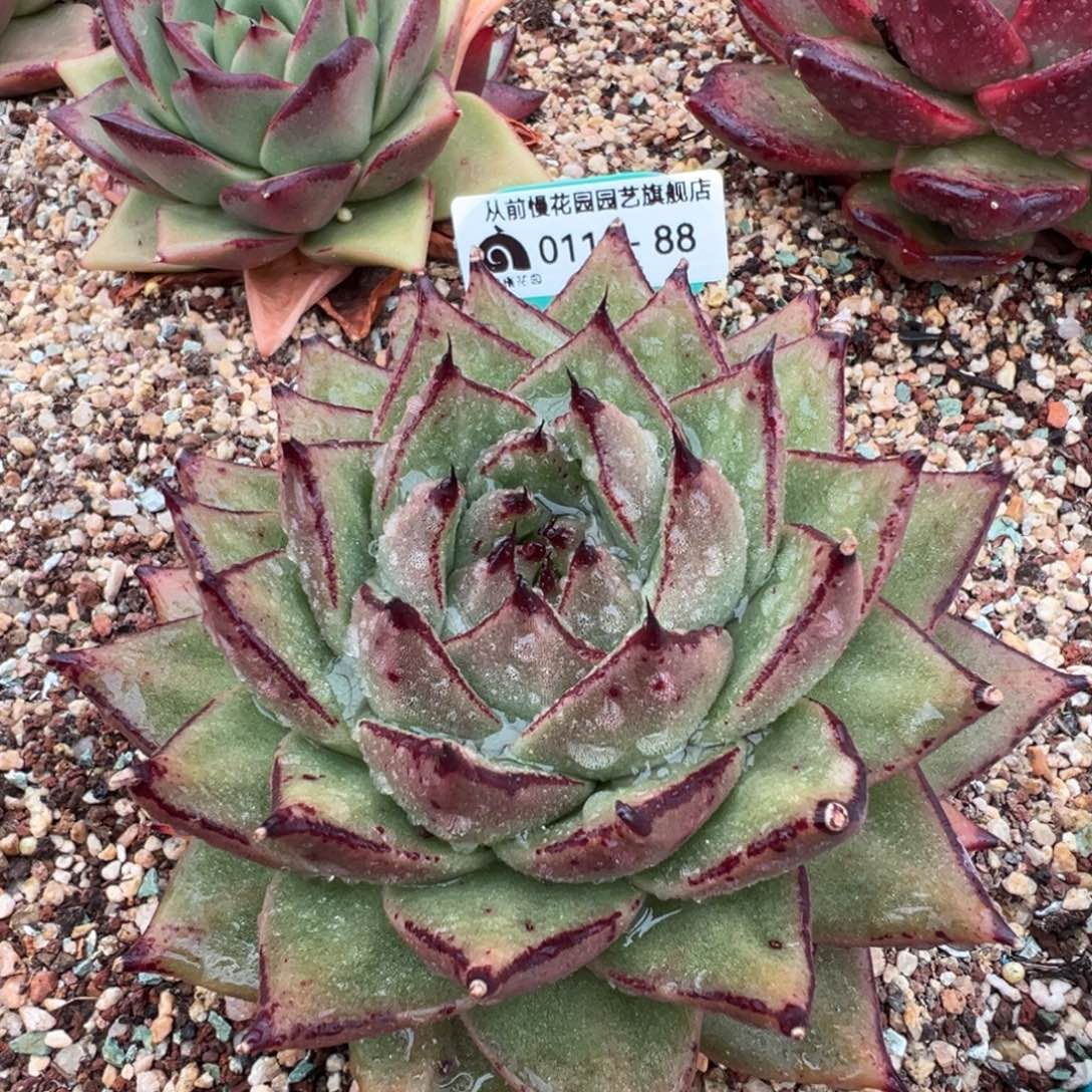 从前慢多肉精选编号0116.88