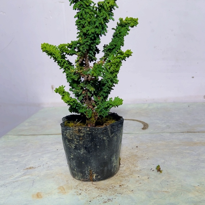 七***月无花朵黄金油画。    