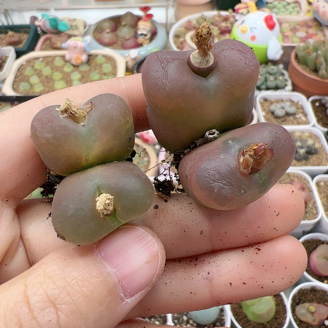 【闪购商品】164 开播福利