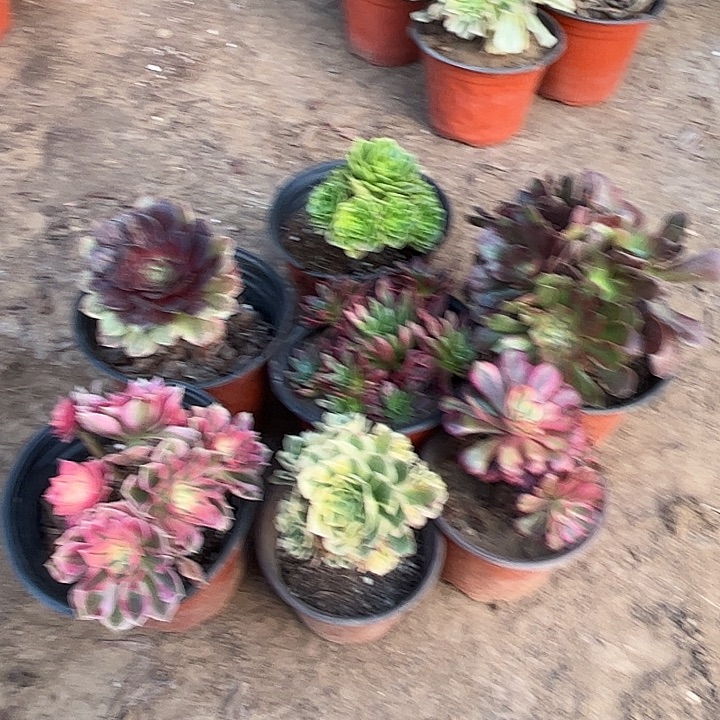 108多肉植物瑕疵特价，