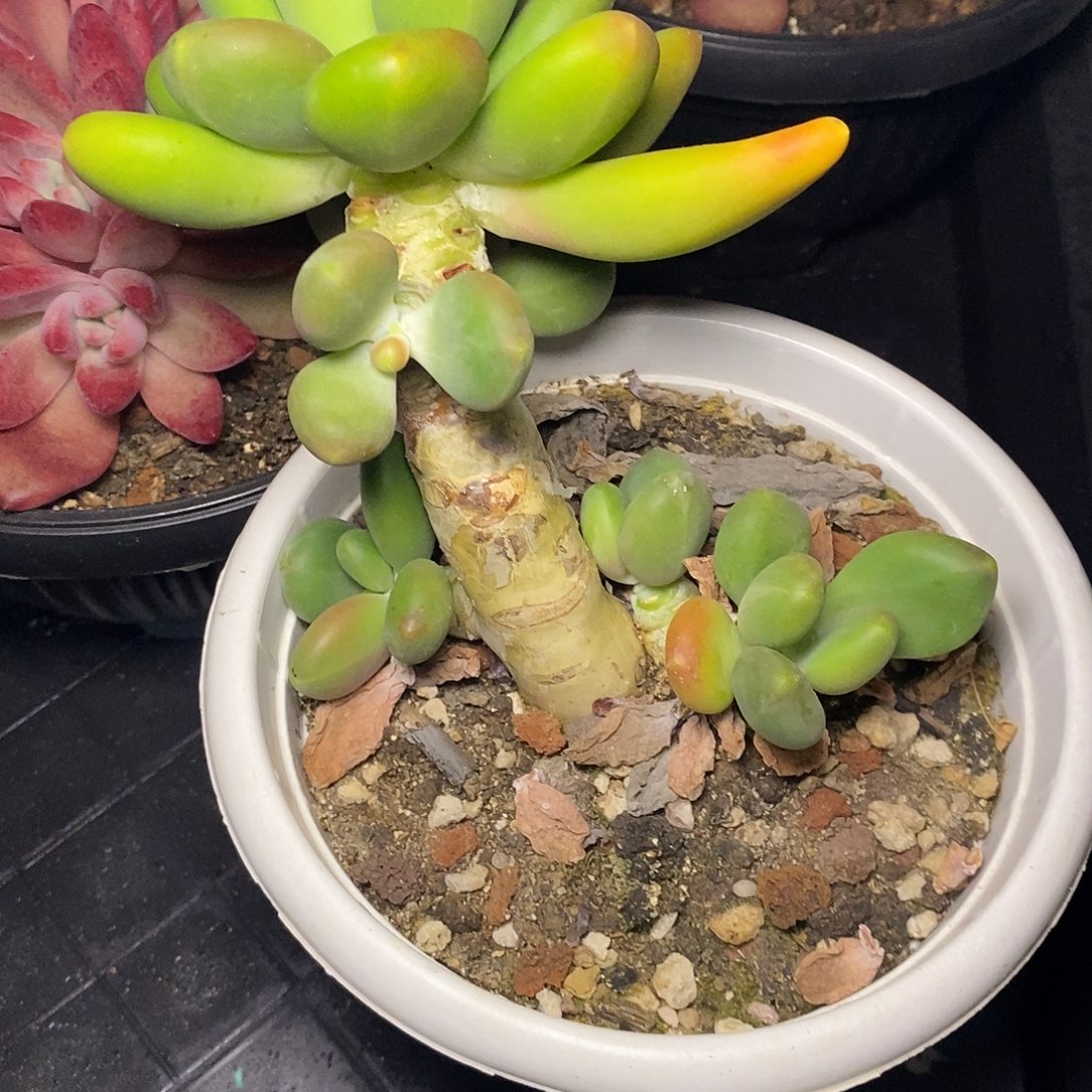 A**牛一物一拍，美人多肉