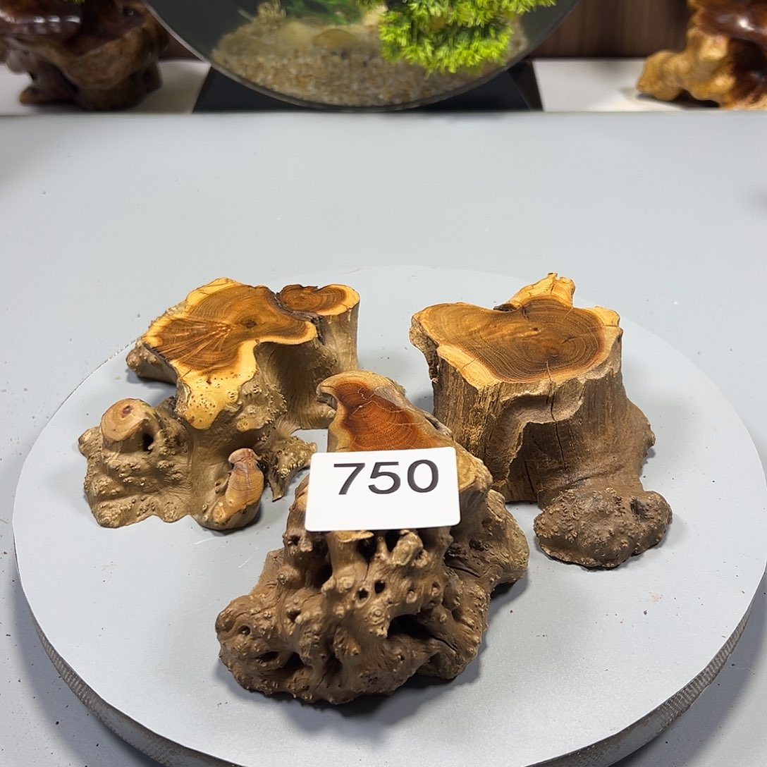 大果紫檀（缅甸花梨）用****5