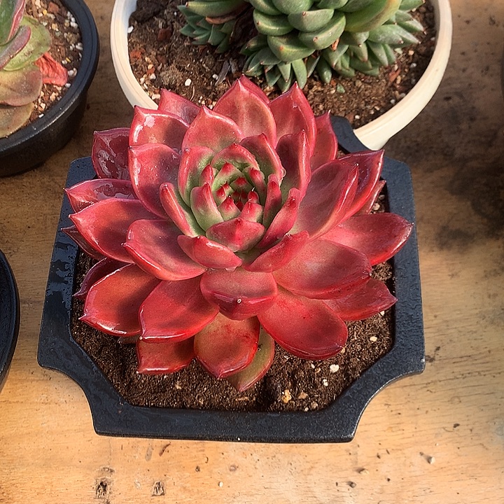 美肉特价活动开始啦